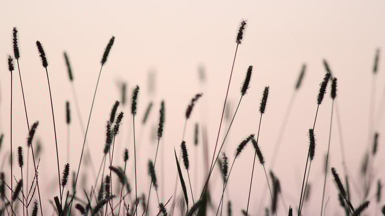 Side 1 Toppbanner chandler-cruttenden-YYemke7BfuE-unsplash 1920x1080